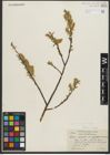 Foto von Salix rigida Muhl.